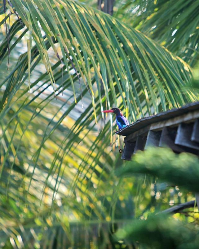 Rumah Semanggi Ubud Exterior foto